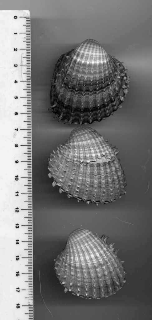 Acanthocardia aculeata o spinosa.